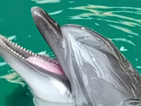 Экскурсии в Ростовском дельфинарии